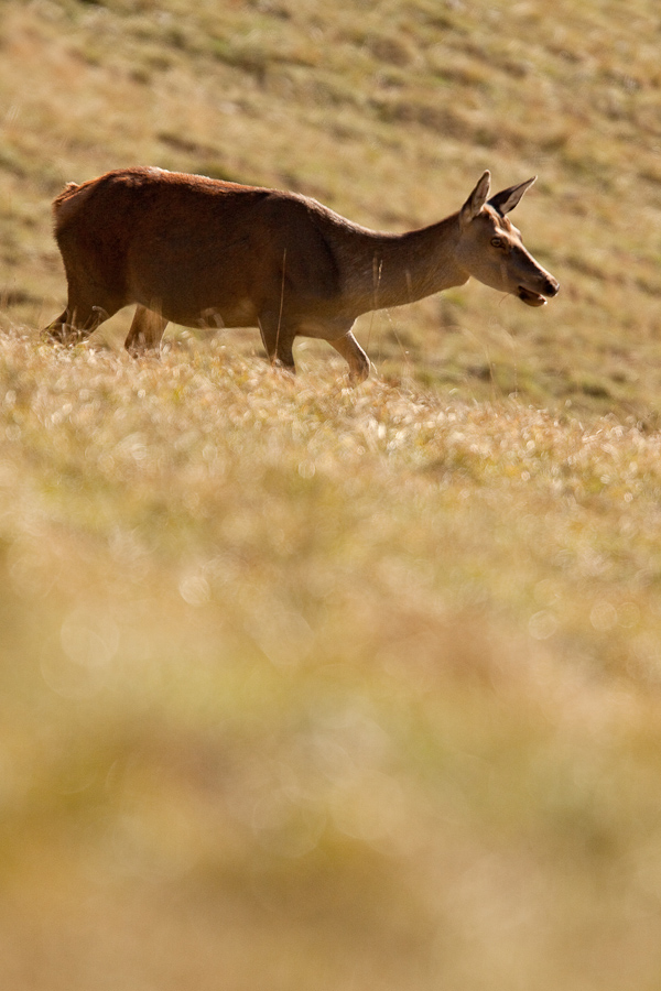 Biche en automne