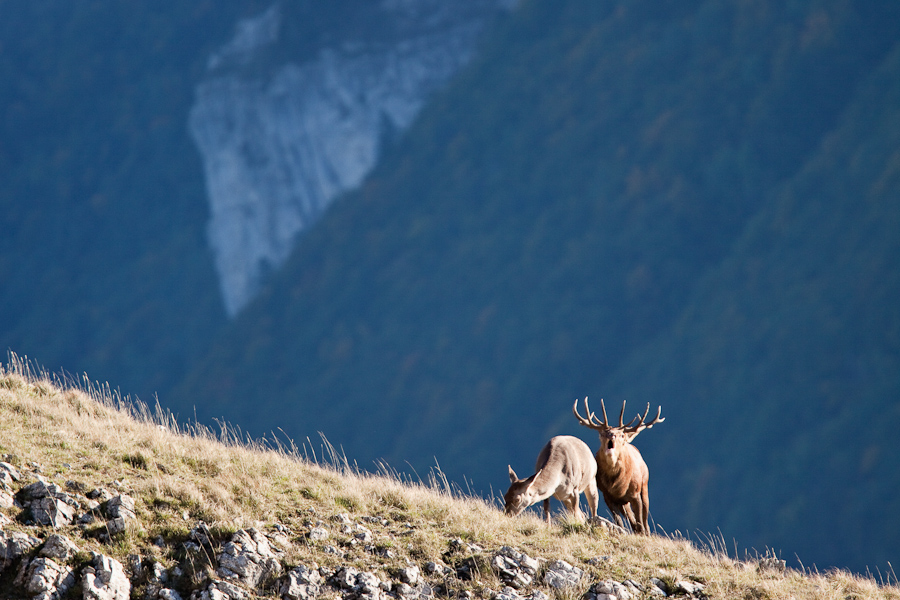 Cerfs bramant a cote d'une biche