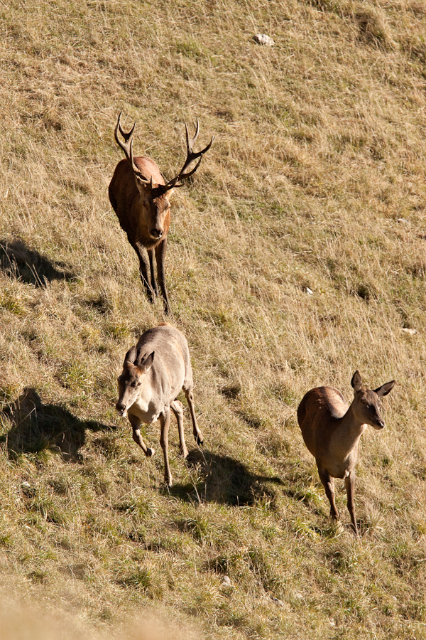 Cerfs 14 cors dominant avec une biche et son jeune