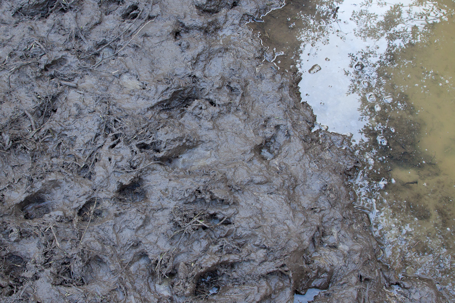 Trace de cerf au bord de souille