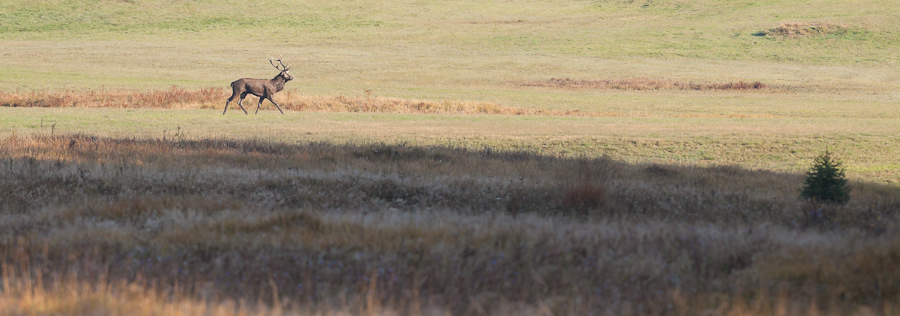 Cerf male pendant le brame en automne