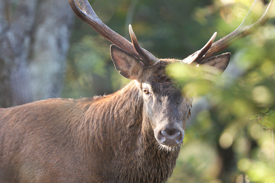 Portrait de cerf mâle pendant le brame