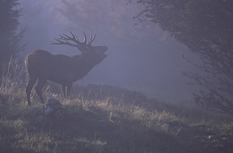 Cerf bramant dans la brume