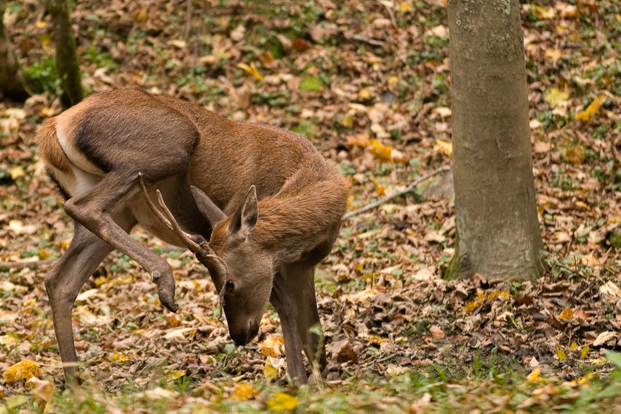 Cerf daguet gene par ses velours