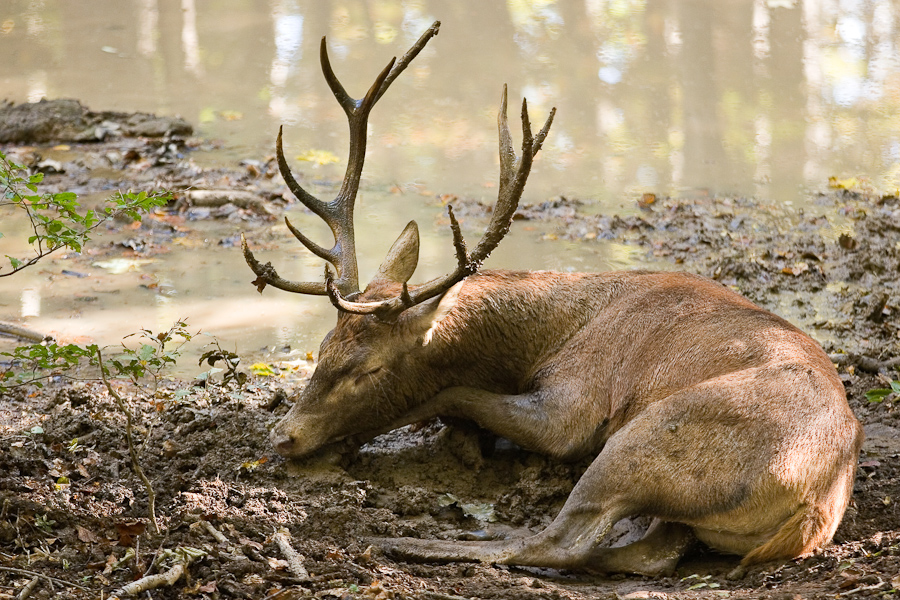 Cerf endormi au bord de la souille