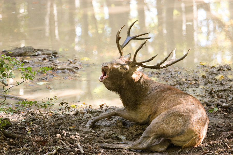 Cerf bramant couché au bord de la souille