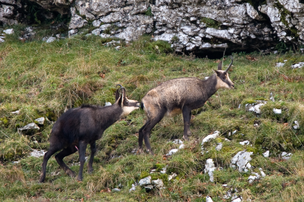 Couple de chamois pendant le rut