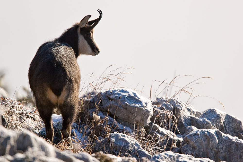 Chamois femelle