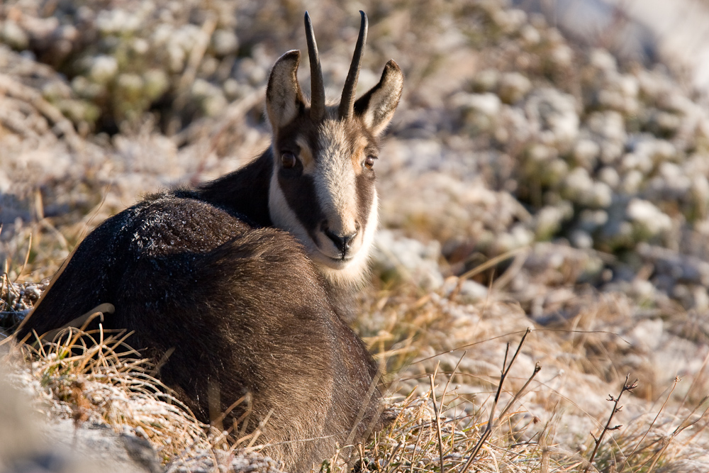 Chamois femelle couchee