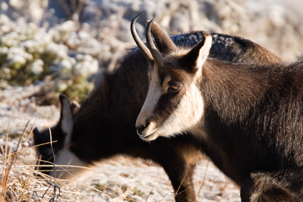 Portrait de chamois femelle et son jeune