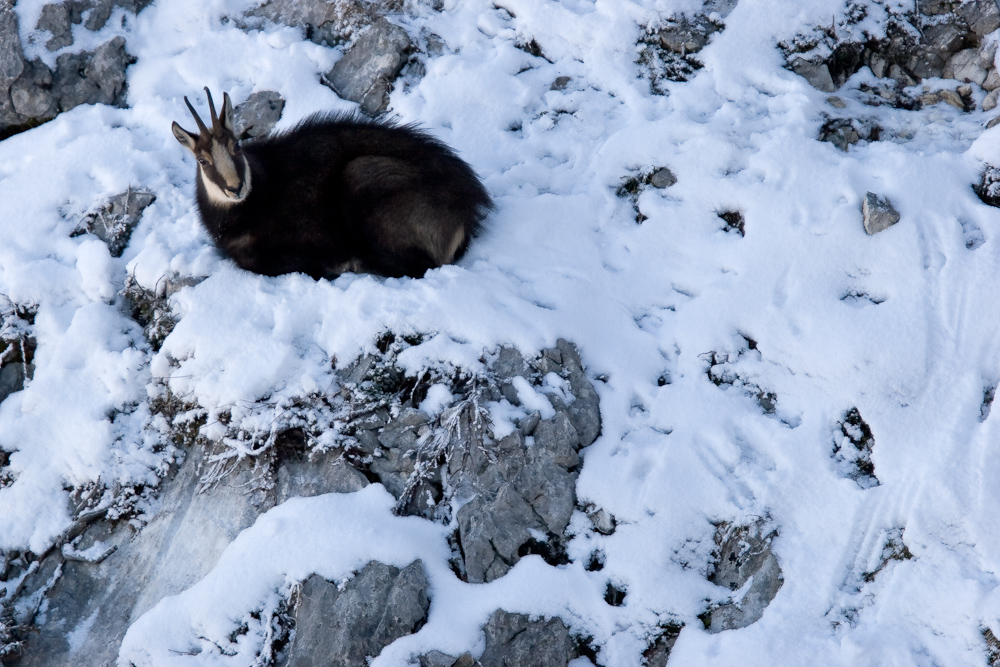 Chamois femelle couchee