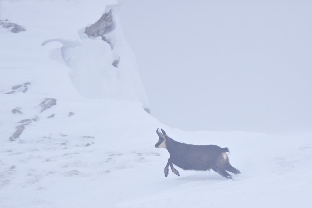 Chamois male pendant le rut