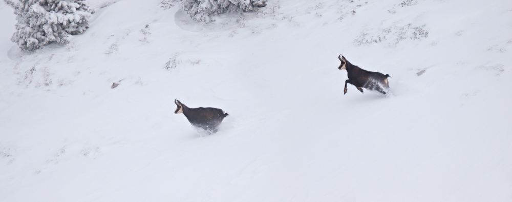 Course poursuite de chamois male pendant le rut