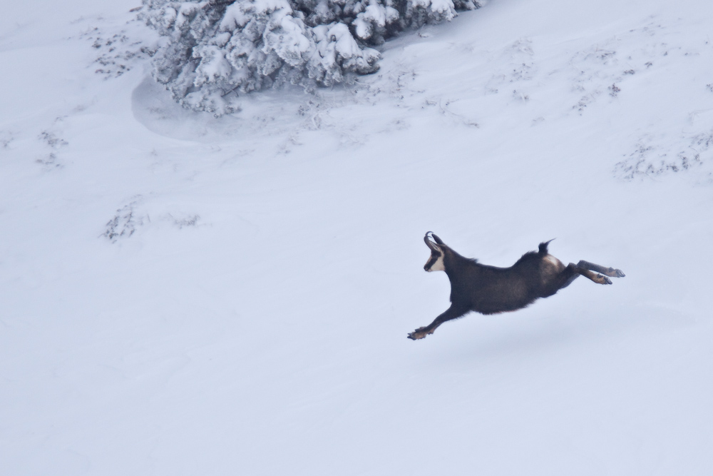 Chamois male pendant le rut