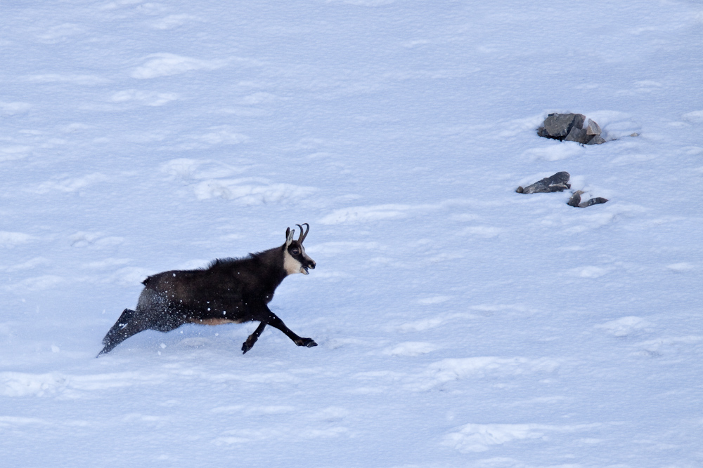 Chamois male en pleine course pendant le rut