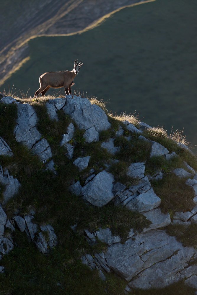 Chamois sur la crête au sommet du Pécloz