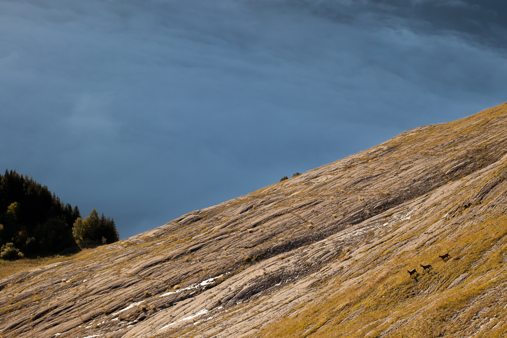 Groupe de chamois