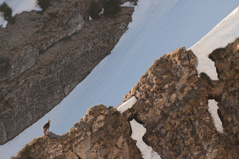 Chamois sur une crête