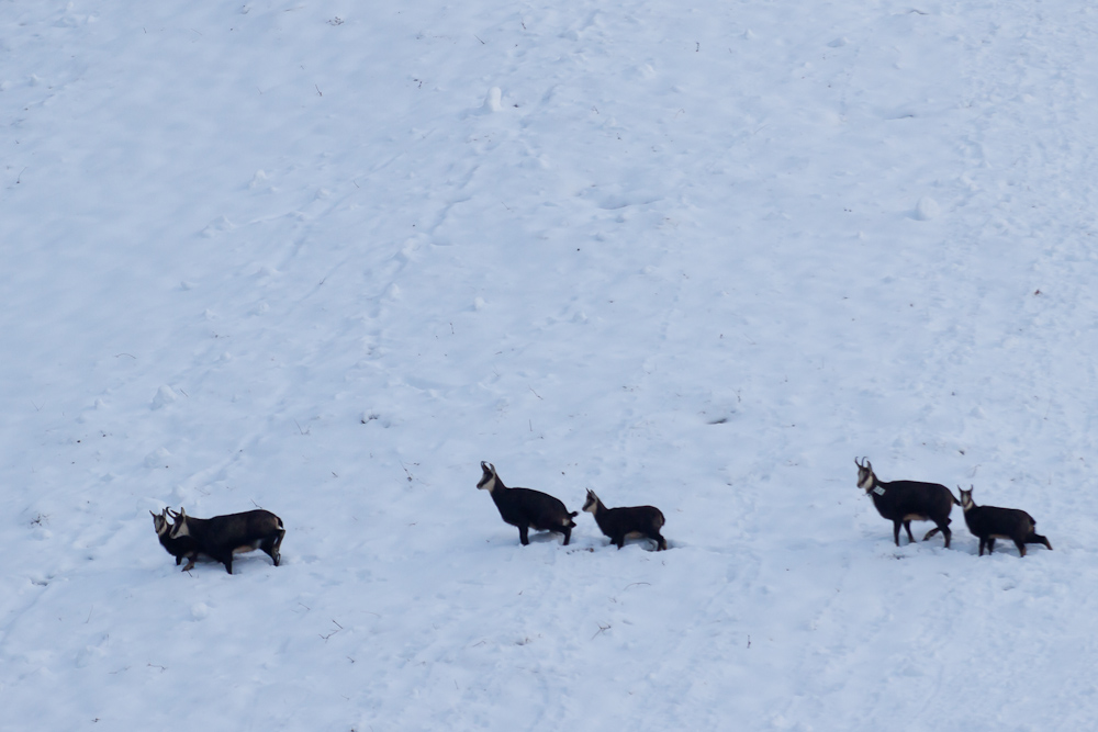 Groupe de chamois