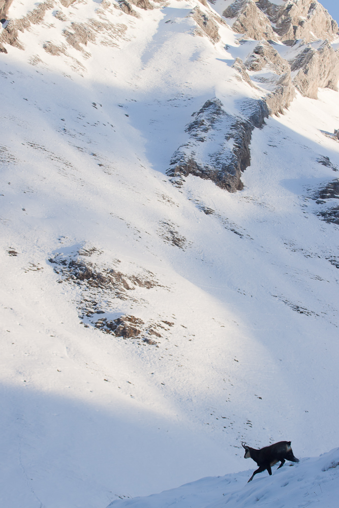 Chamois male sous le Pecloz