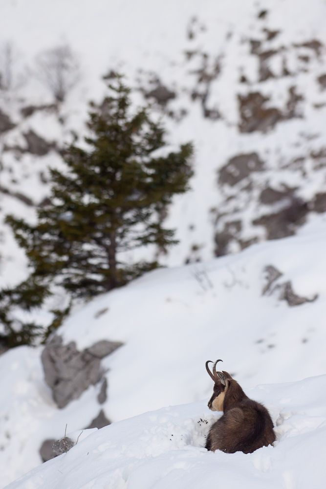 Chamois male