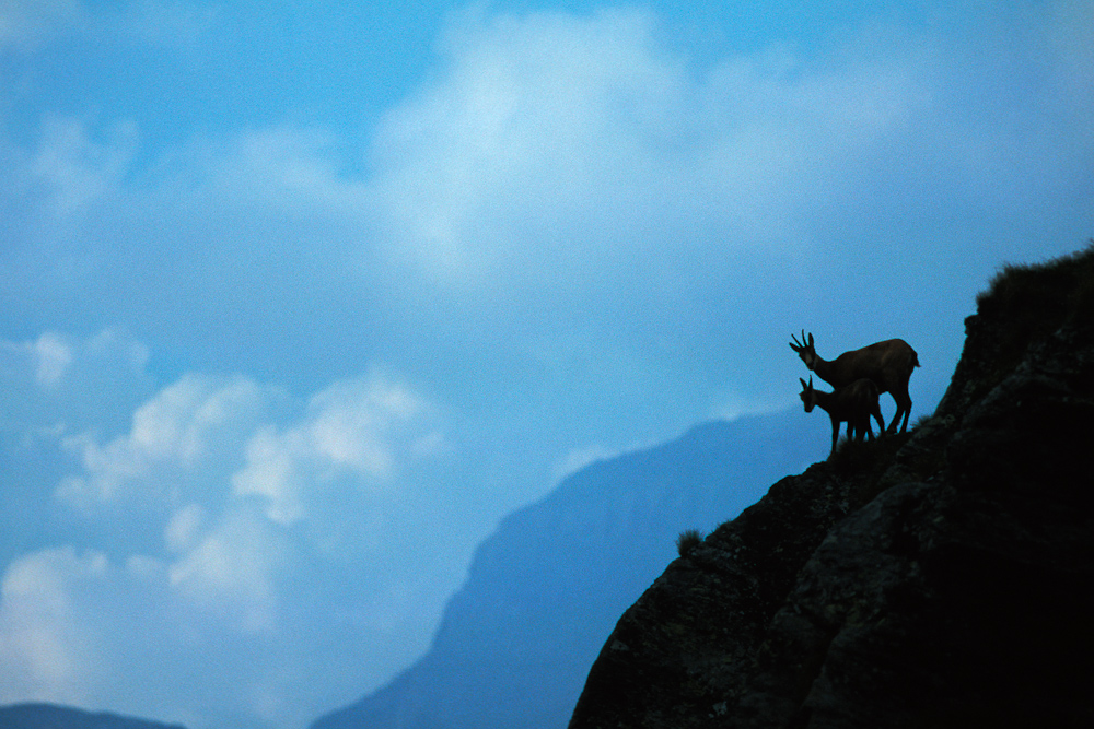 Femelle de chamois et son cabri