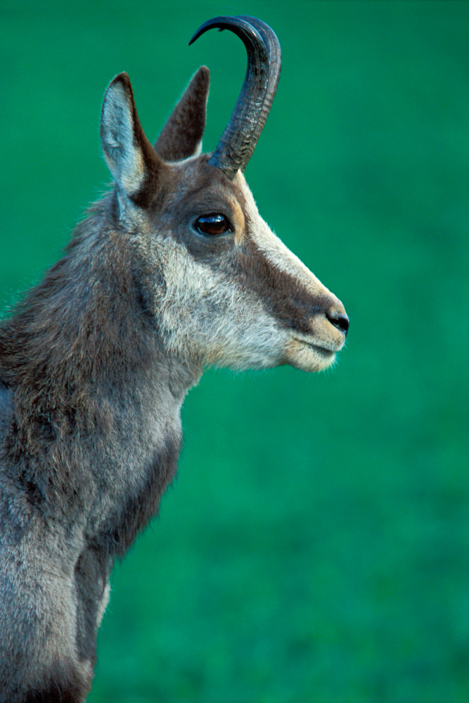 Portrait de chamois