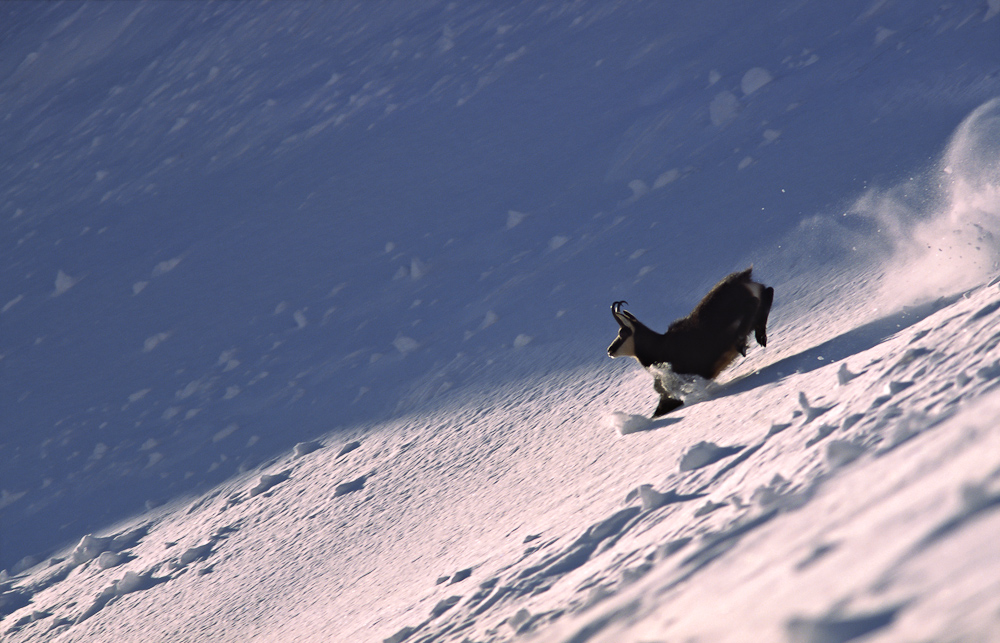 Cavalcade du chamois pendant le rut