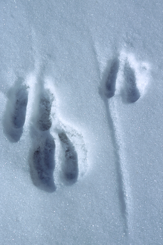 Trace de chamois dans la neige