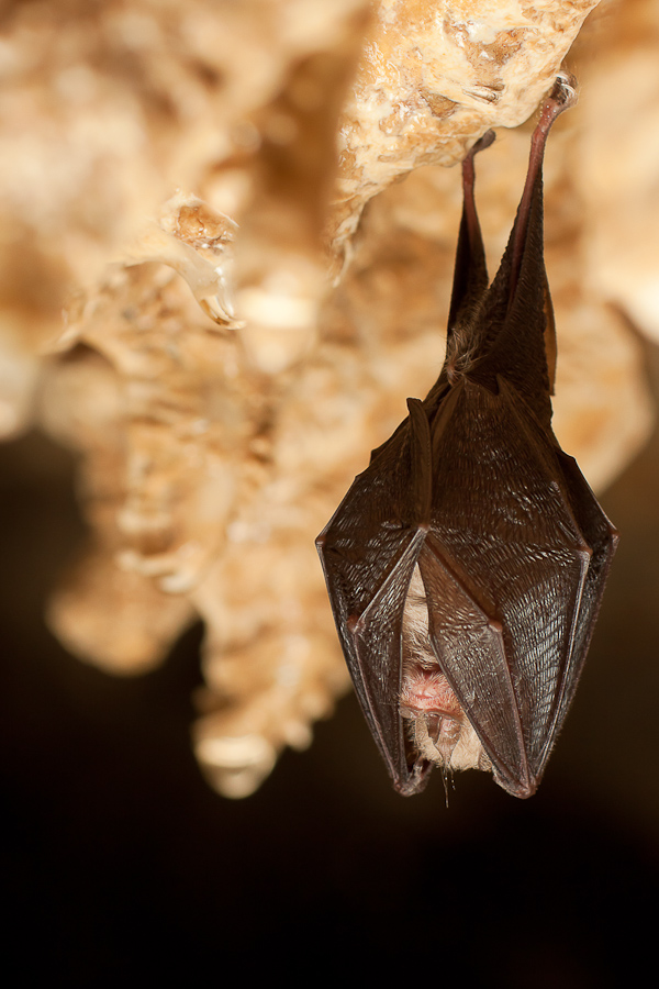 Petit rhinolophe parmis les stalagtites