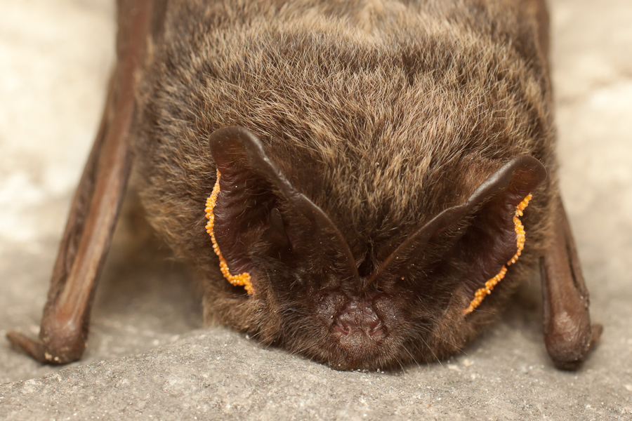 Portrait de barbastelle