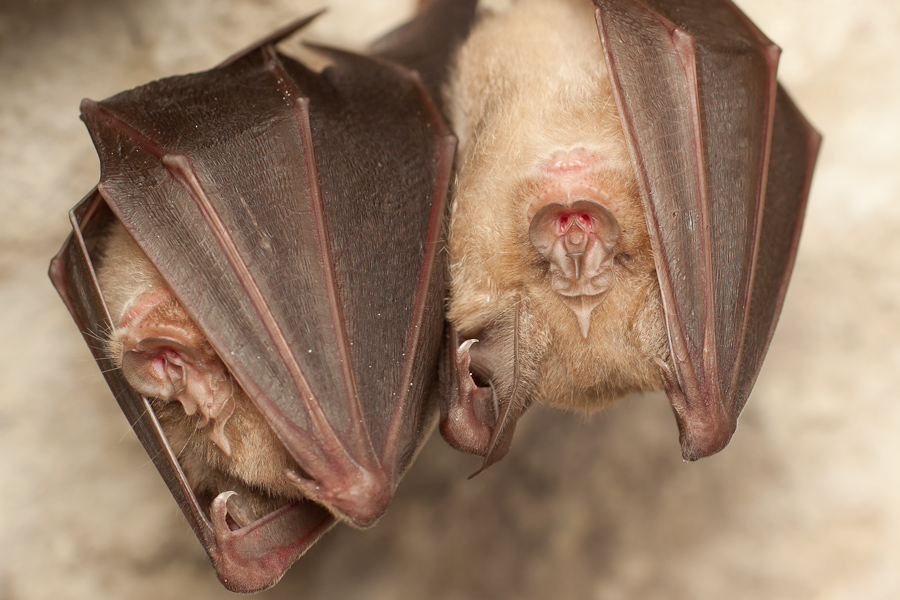 Grands rhinolophes en hibernation