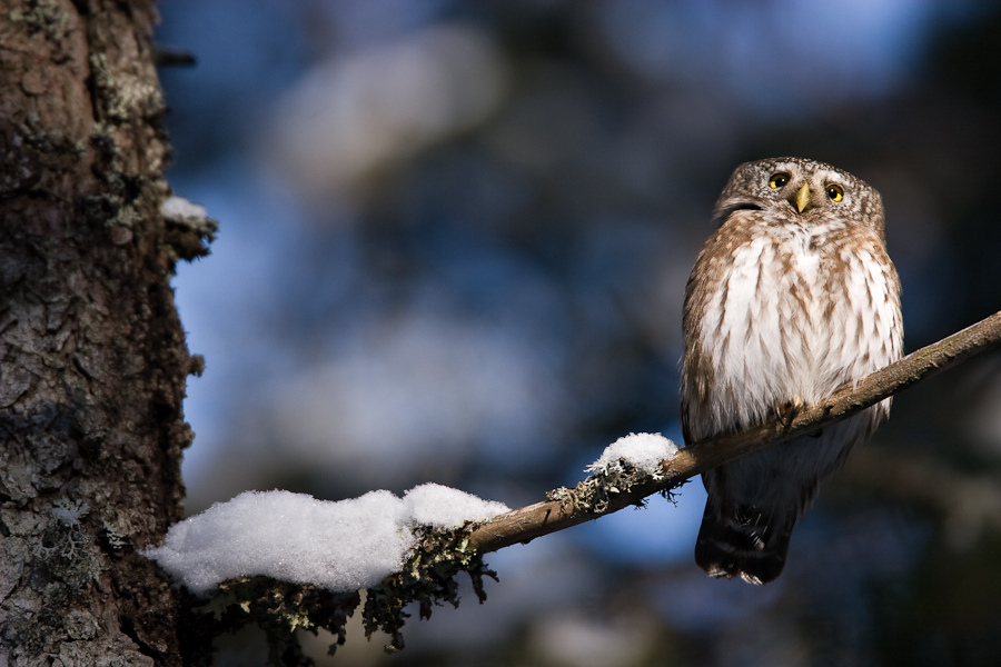 Chouette chevechette en hiver