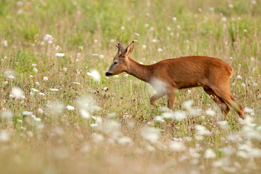 Jeune chevreuil male