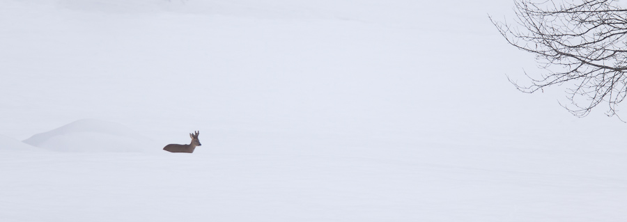 Chevreuil dans la neige