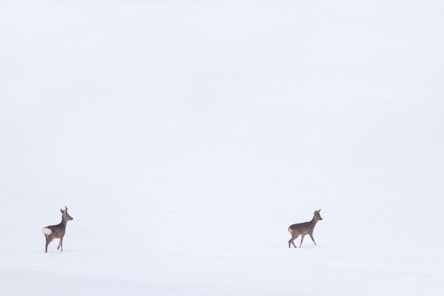 Couple de chevreuil en hiver