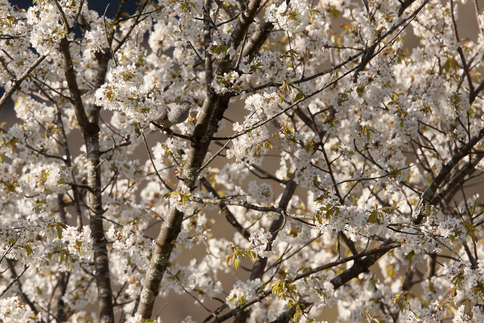 Coucou gris posé dans un merisier en fleurs