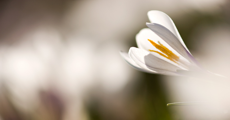 Le crocus parmis les crocus