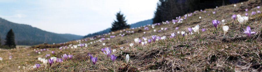 Tapis de crocus