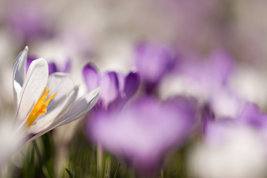 Tapis de crocus