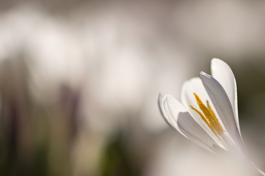 Tapis de crocus