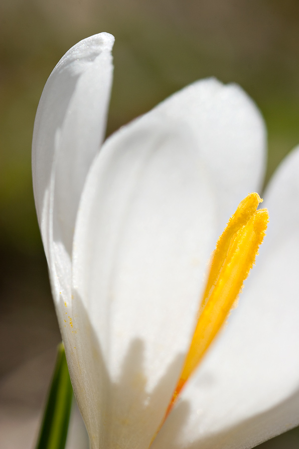 Le crocus