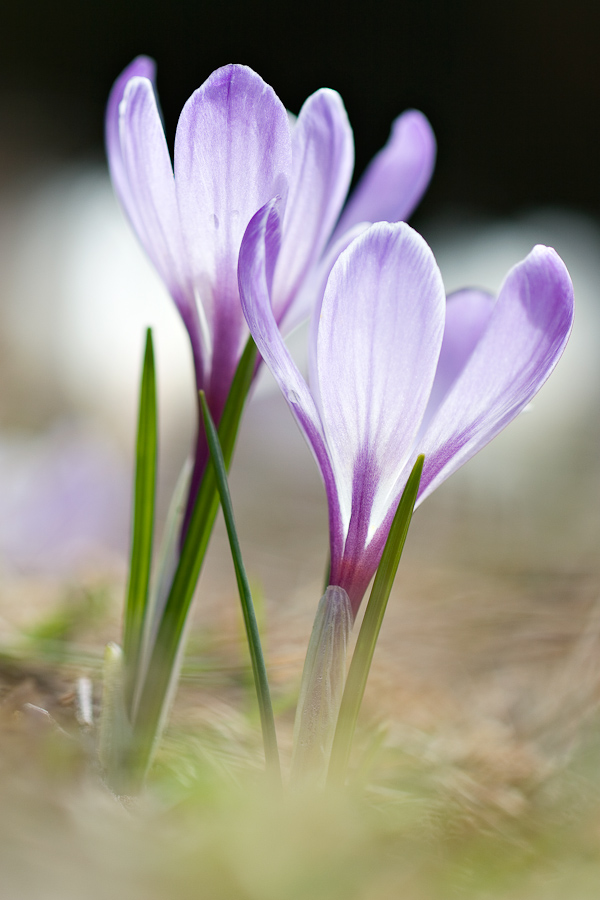 Le crocus