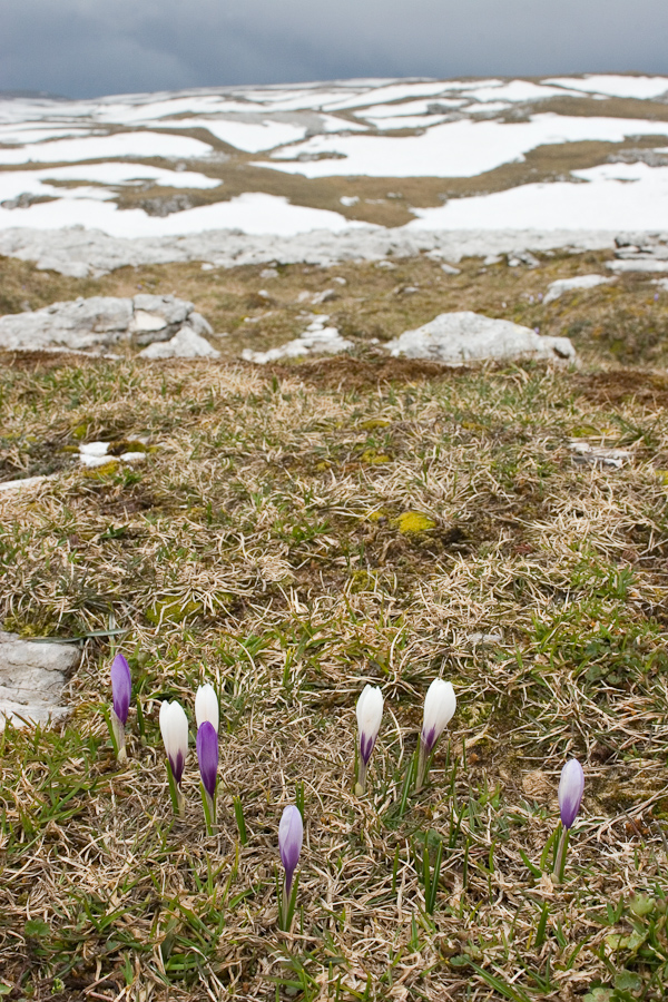 Crocus, lapiaz et derniers névés