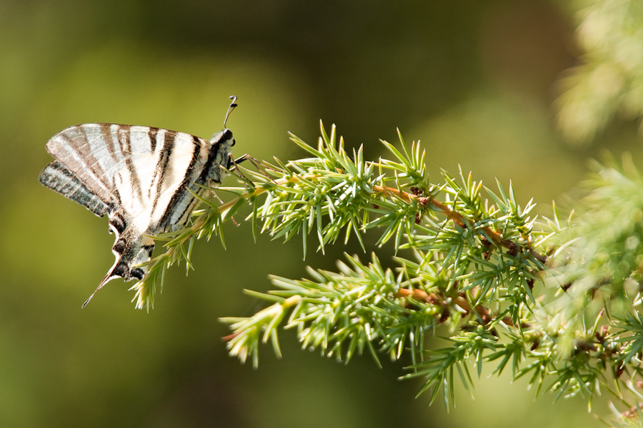 Papillon flambe