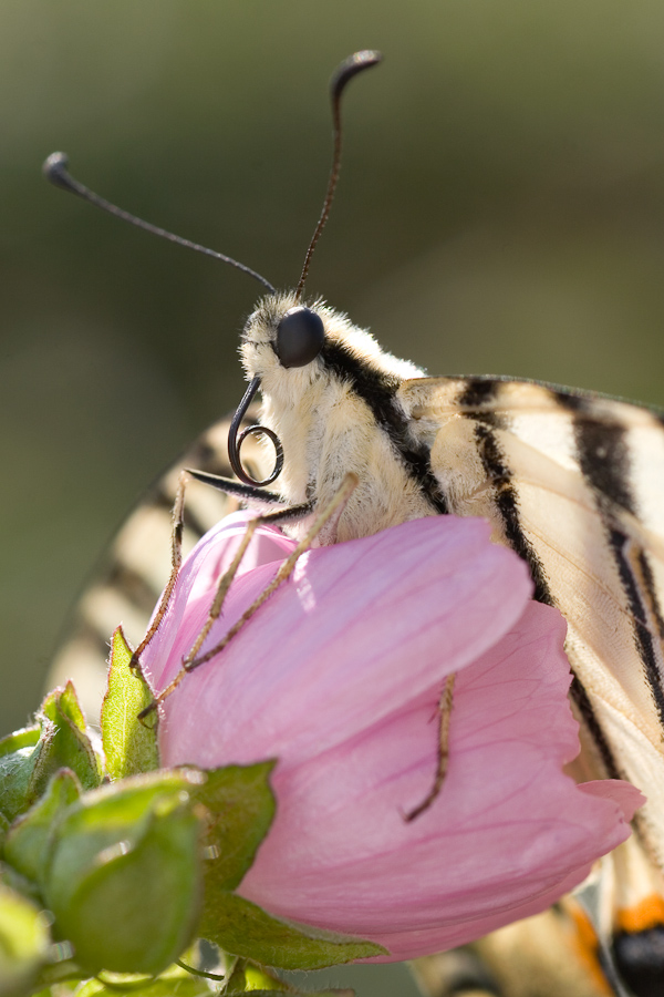 Le papillon flambé et la grande mauve