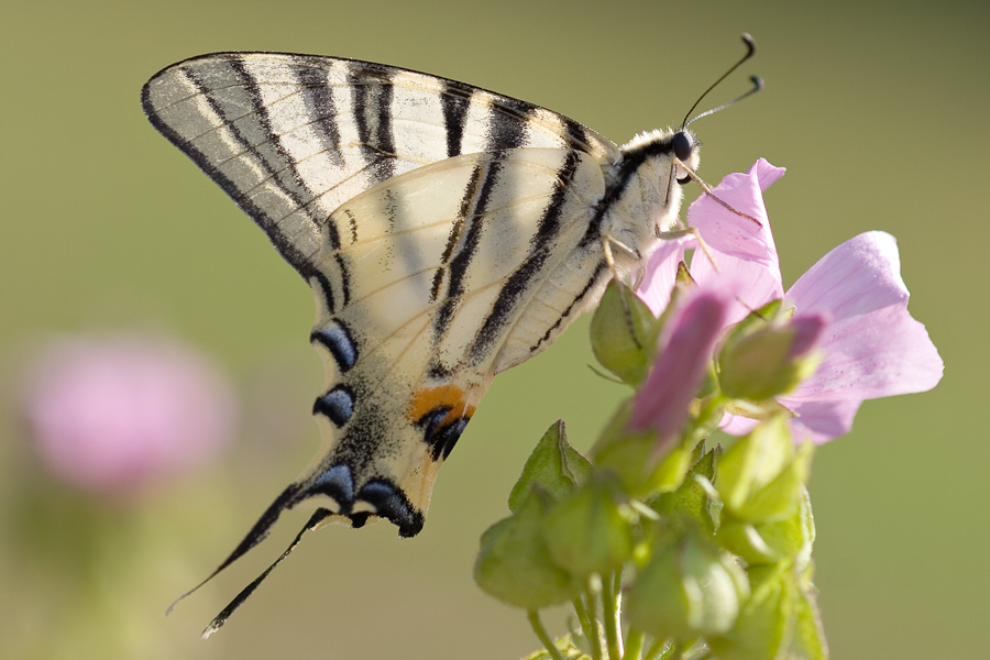 Le papillon flambé et la grande mauve