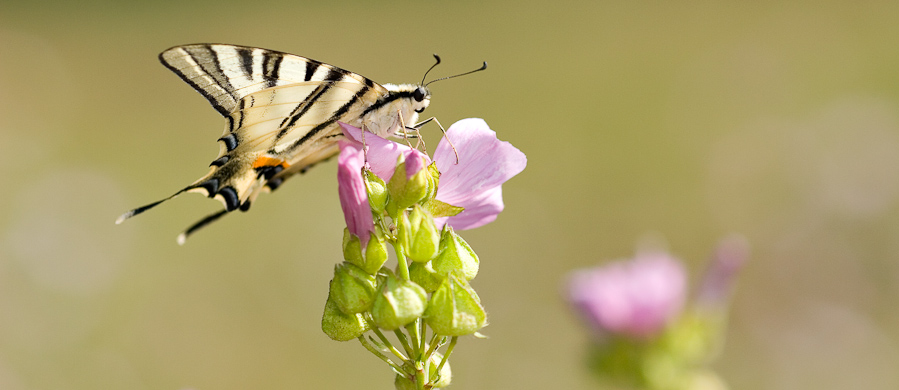 Le papillon flambé et la grande mauve