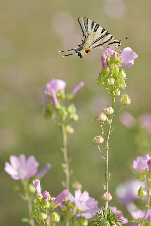 Le papillon flambé et la grande mauve