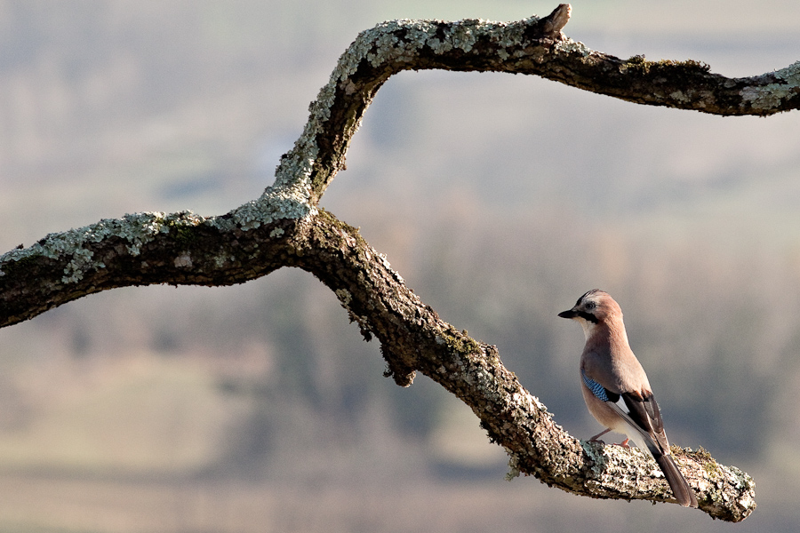 Geai des chenes sur une branche d'arbre